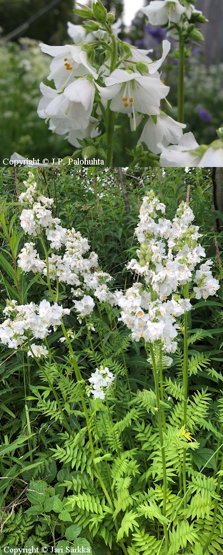 Polemonium caeruleum f. lacteum